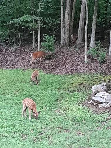7917 Swaggerty Road Knoxville, TN 37920 - Photo 28 of 34 IMG_8255-1