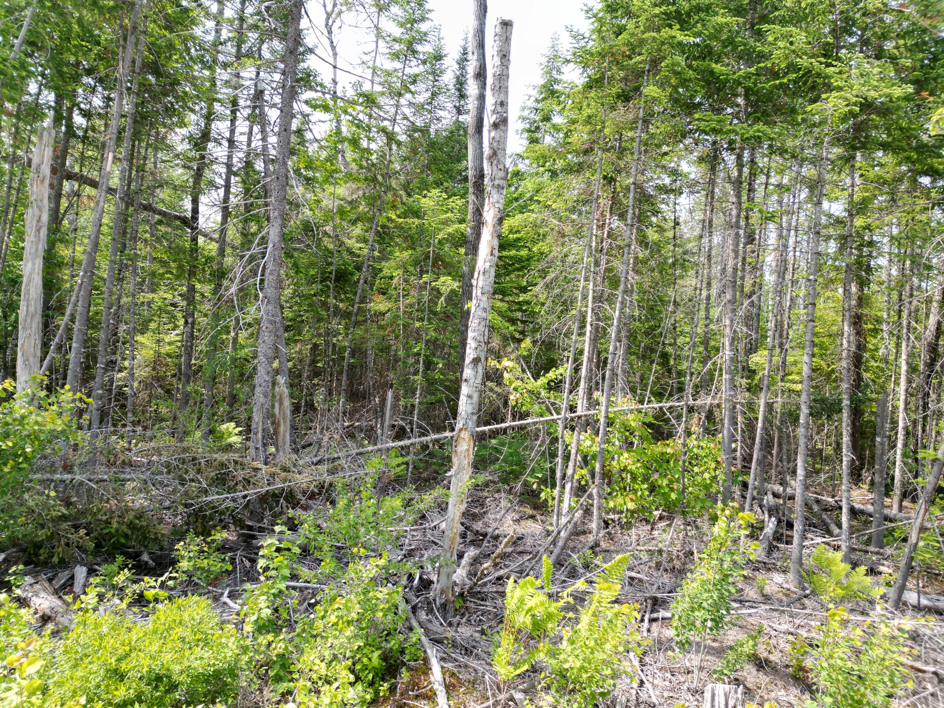 Lot 1-2 Off Fogg Brook Road Lowell, ME 04493 - Photo 1 of 1 DJI_0330