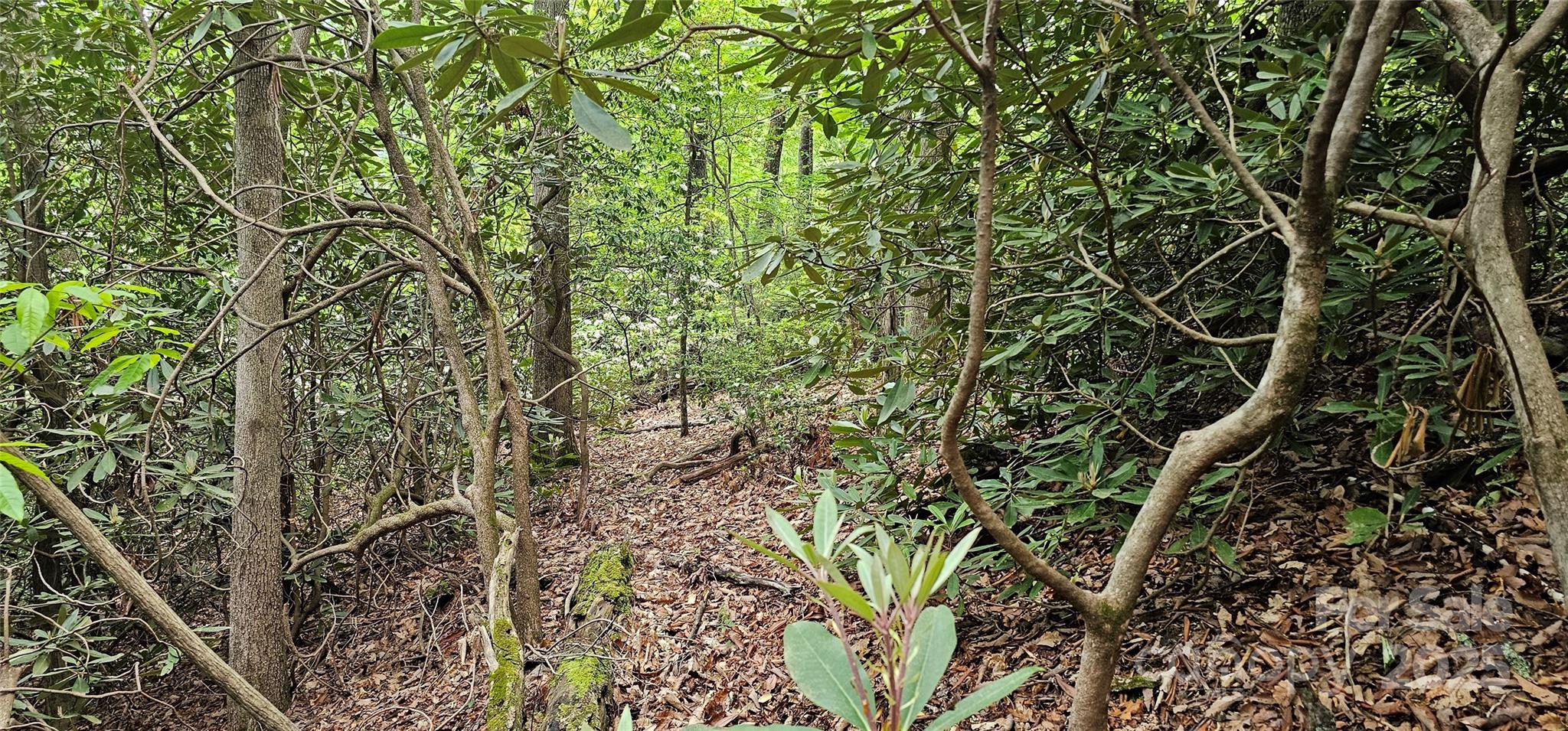 Tbd Ridge Cove Drive, Unit 54 & 55 Marion, NC 28752 - Photo 13 of 36 a picture of a tree