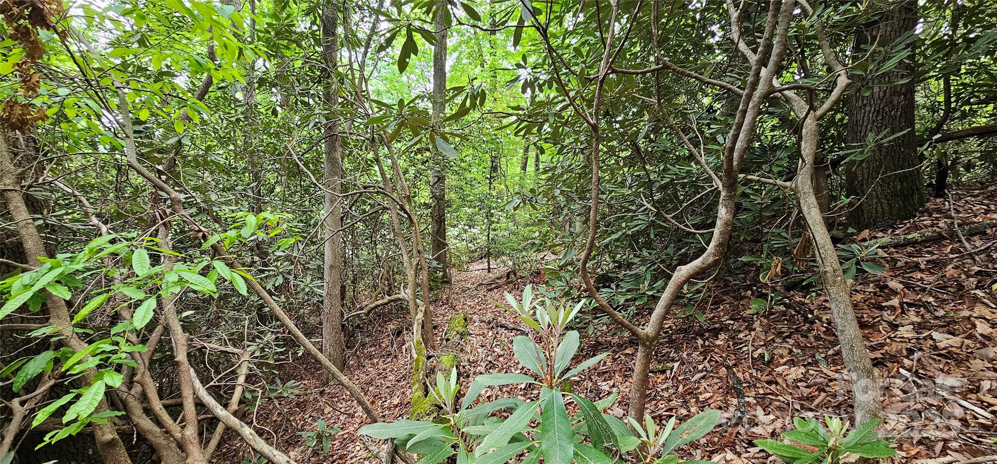 Tbd Ridge Cove Drive, Unit 54 & 55 Marion, NC 28752 - Photo 14 of 36 a backyard of a house with lots of green space