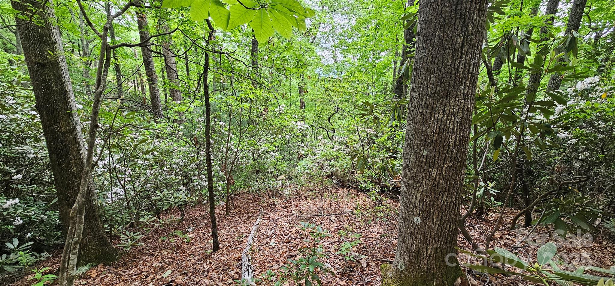 Tbd Ridge Cove Drive, Unit 54 & 55 Marion, NC 28752 - Photo 15 of 36 a view of a forest with trees