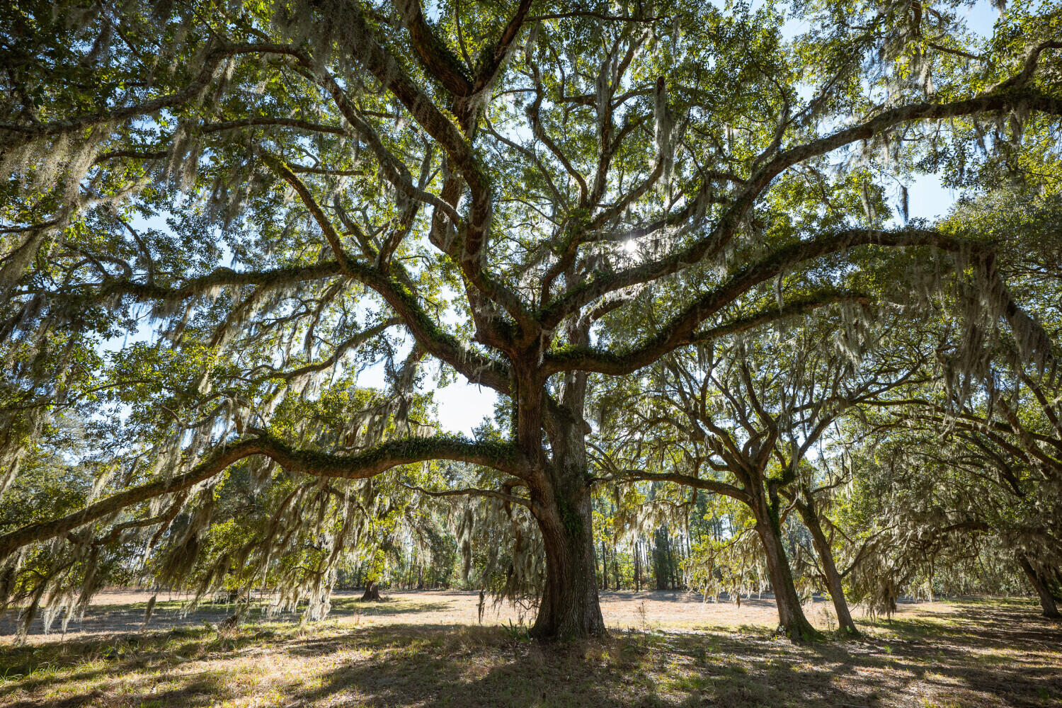 2 Mauricena Road Georgetown, SC 29440 - Photo 3 of 17 695d313a31c1d