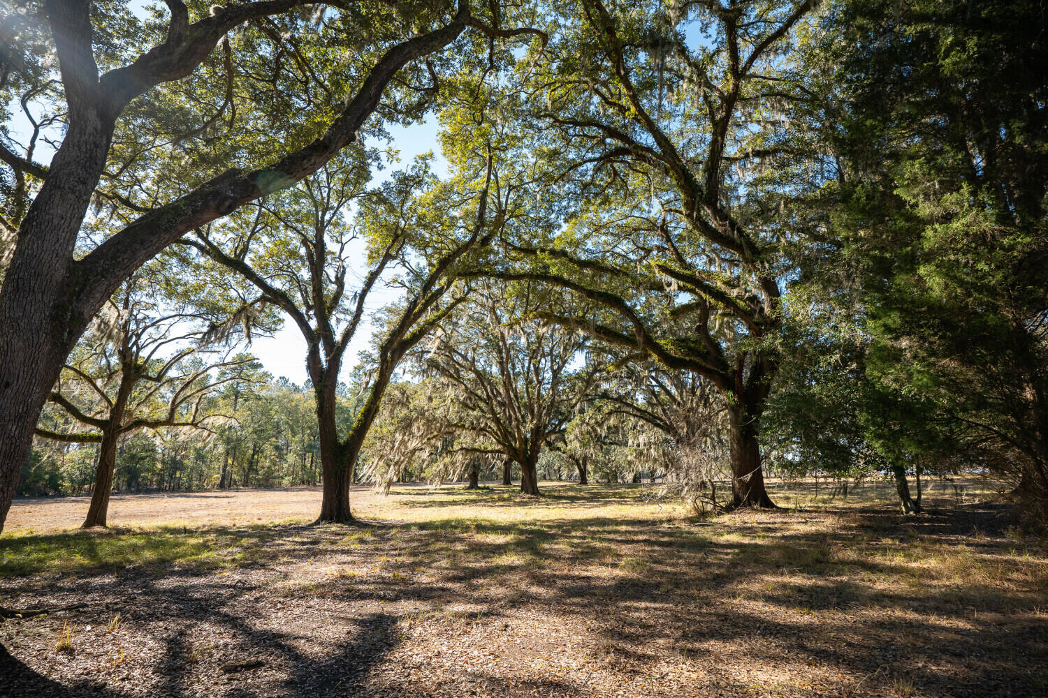 2 Mauricena Road Georgetown, SC 29440 - Photo 4 of 17 695d313d86937
