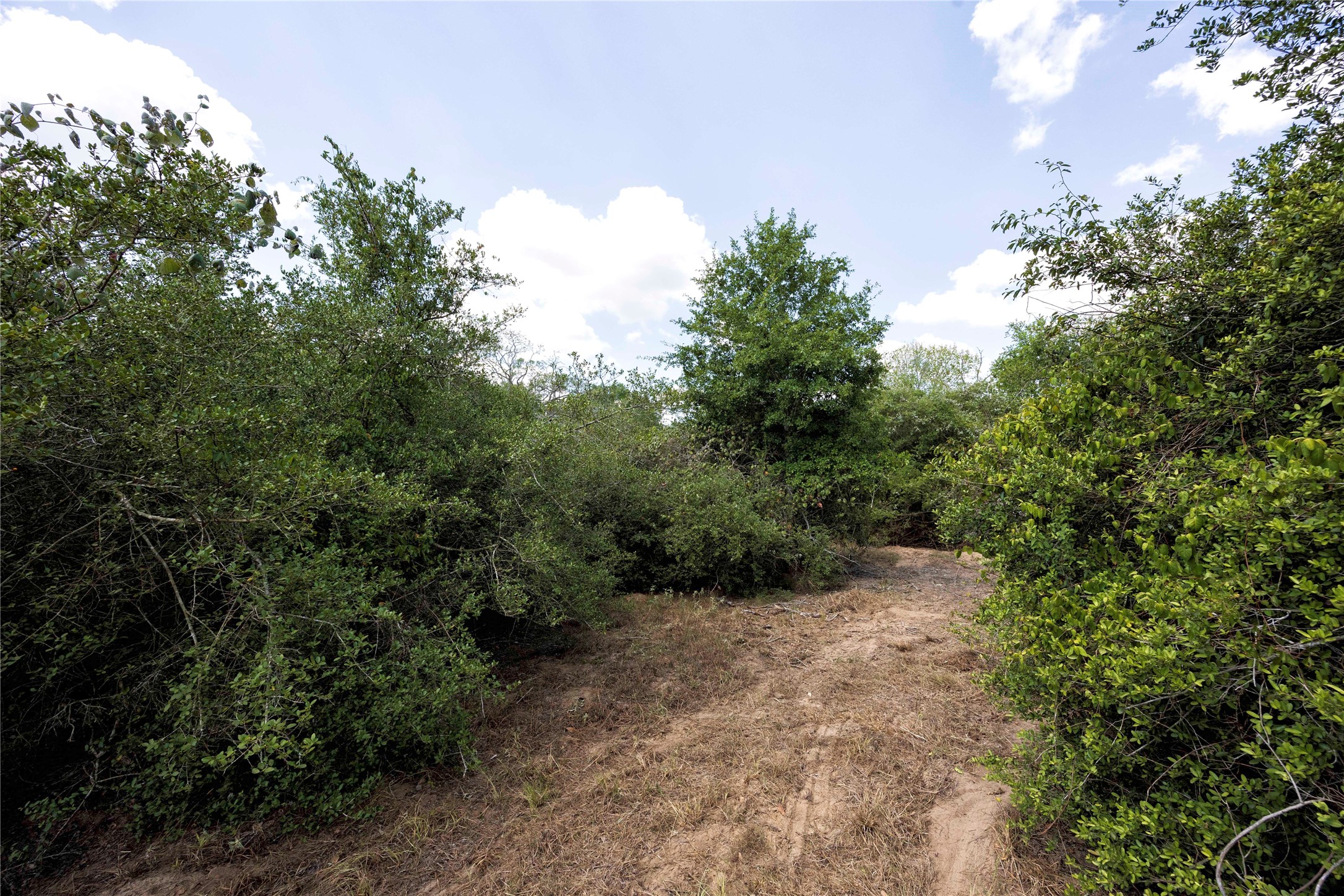 710 County Road 211 Hallettsville, TX 77964 - Photo 19 of 29 a view of a forest with trees in the background