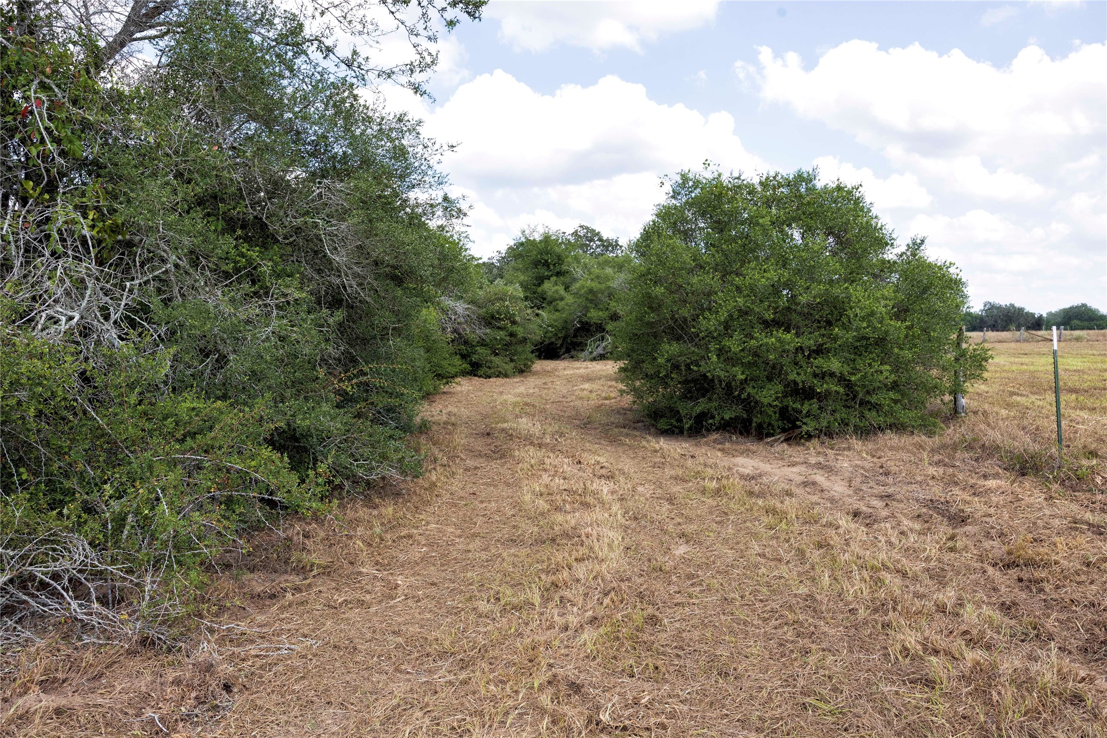 710 County Road 211 Hallettsville, TX 77964 - Photo 21 of 29 a view of a dirt road with plants and large trees