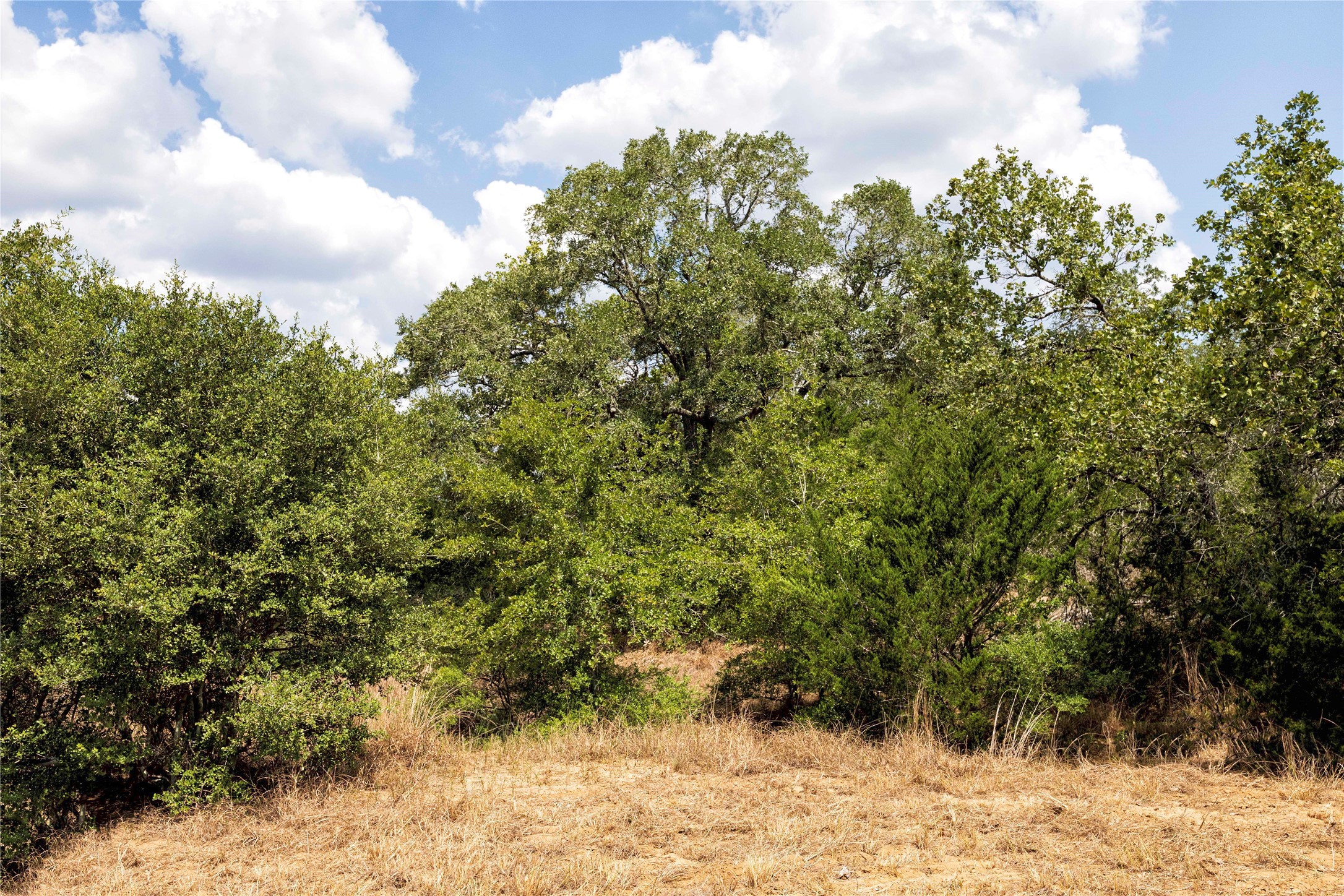 710 County Road 211 Hallettsville, TX 77964 - Photo 24 of 29 a view of a yard