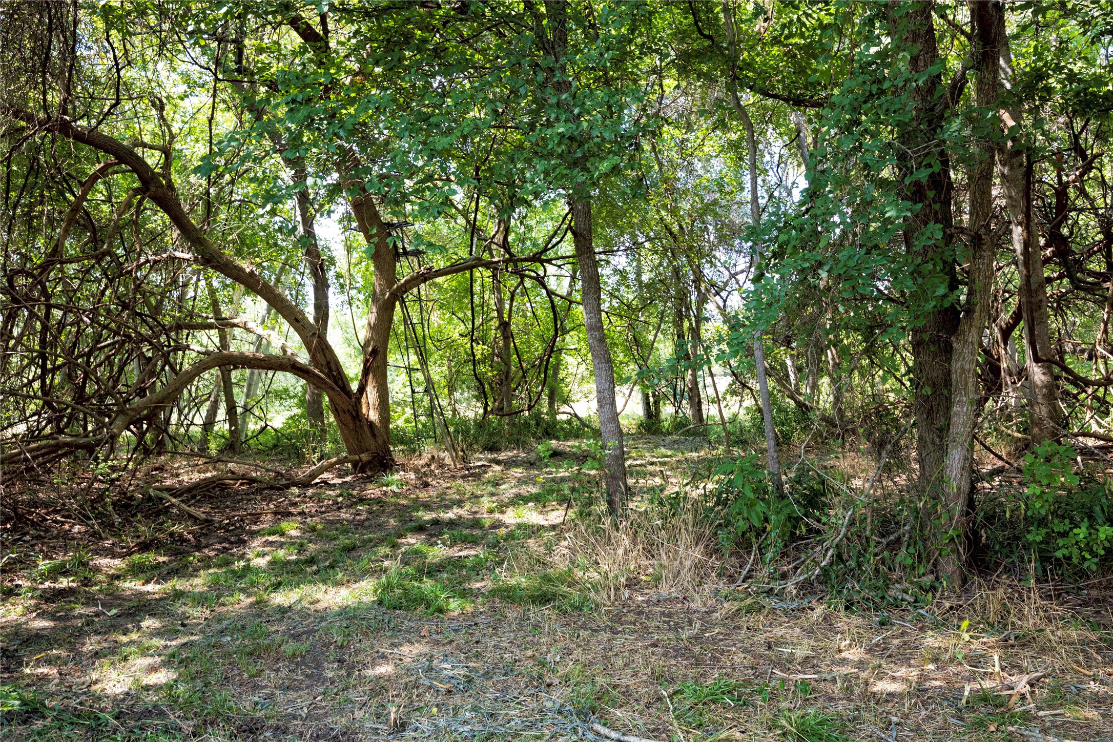 710 County Road 211 Hallettsville, TX 77964 - Photo 3 of 29 a backyard of a house with lots of green space