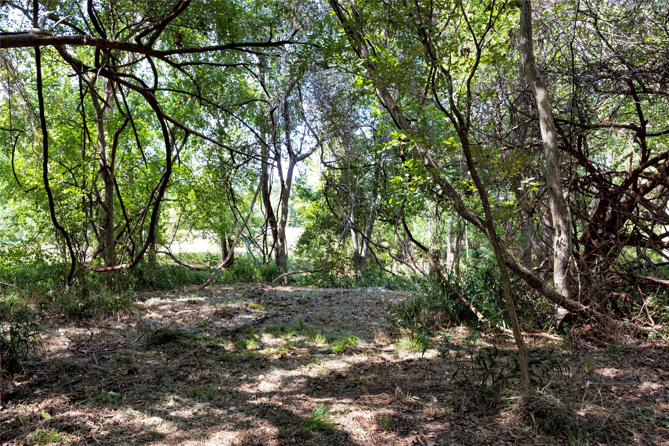 710 County Road 211 Hallettsville, TX 77964 - Photo 4 of 29 a view of a forest with trees