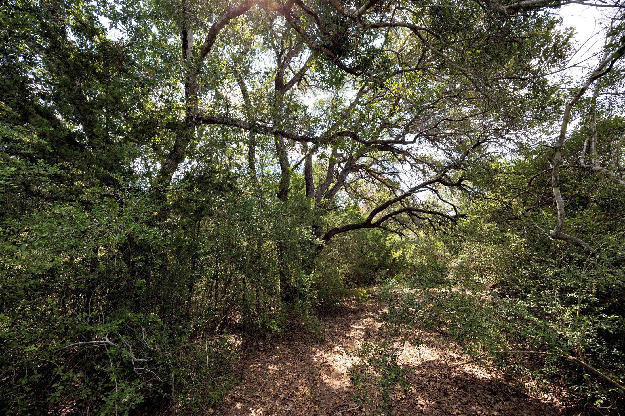 710 County Road 211 Hallettsville, TX 77964 - Photo 5 of 29 a view of a tree