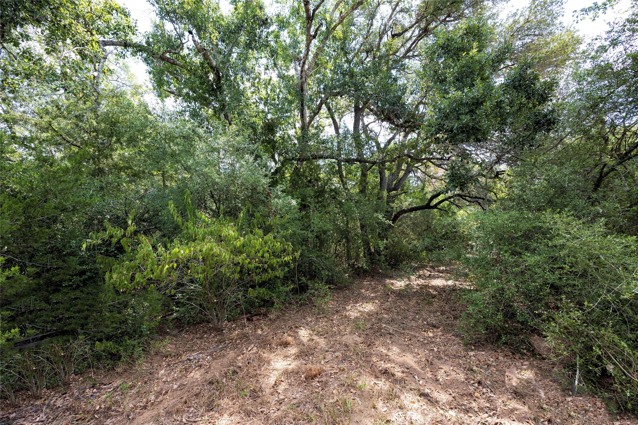 710 County Road 211 Hallettsville, TX 77964 - Photo 7 of 29 a view of a forest with trees in the background