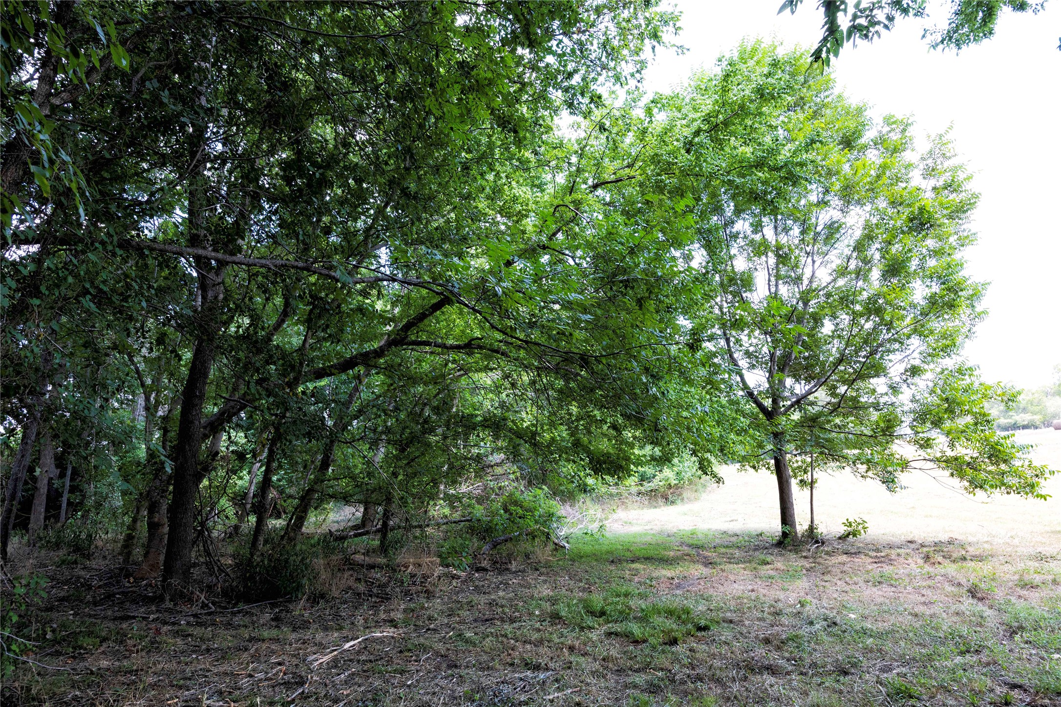 710 County Road 211 Hallettsville, TX 77964 - Photo 8 of 29 a view of a forest
