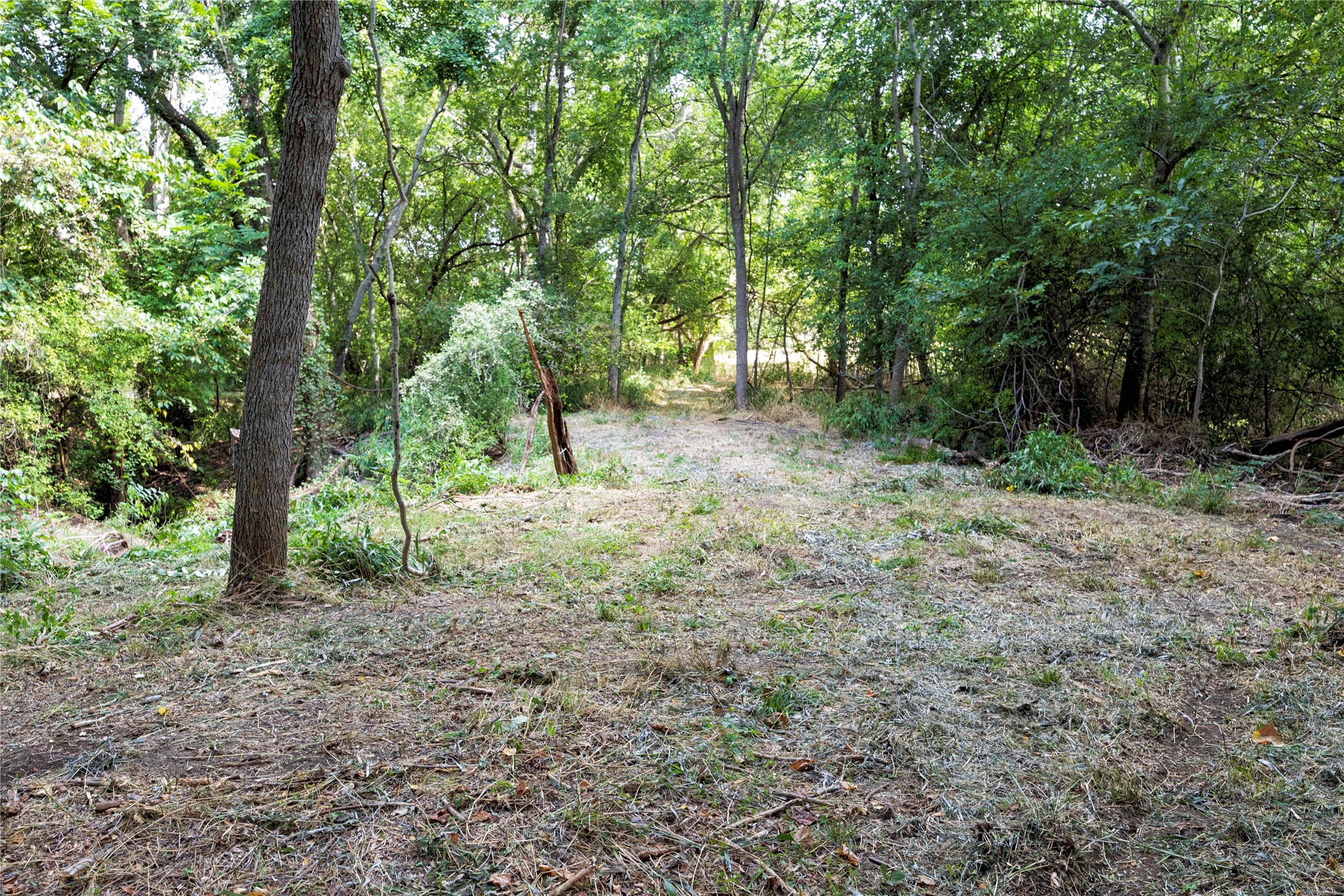 710 County Road 211 Hallettsville, TX 77964 - Photo 9 of 29 a view of a forest with trees in the background