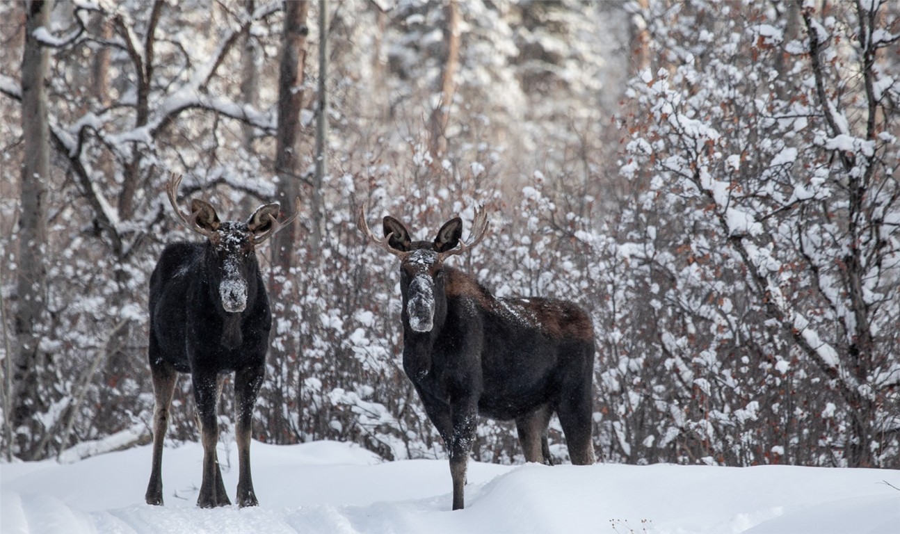 34905 Rockledge Road Steamboat Springs, CO 80487 - Photo 19 of 25 a view of entryway