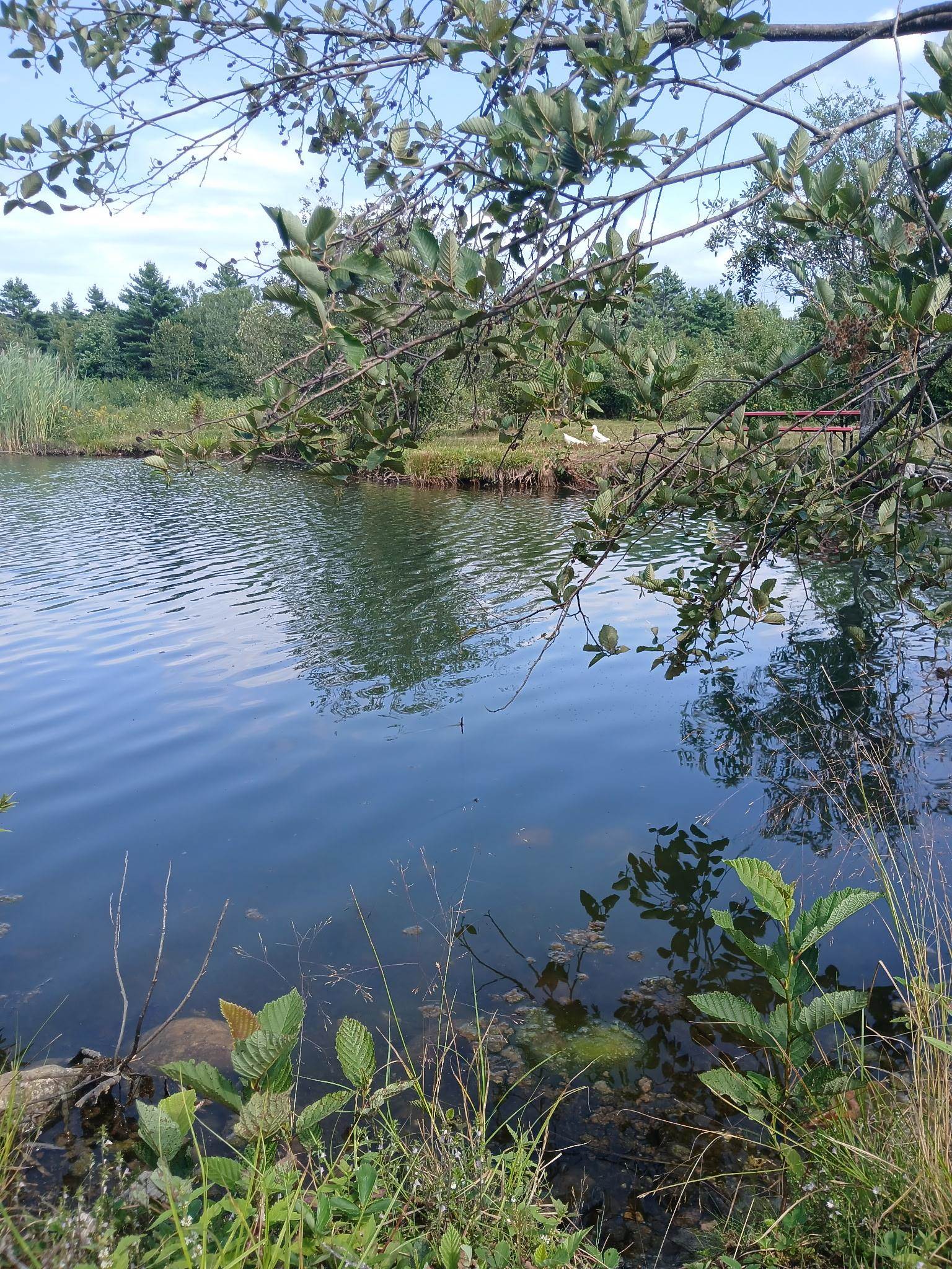 461 Bog Road Enfield, NH 03748 - Photo 2 of 40 Gallery Image 2