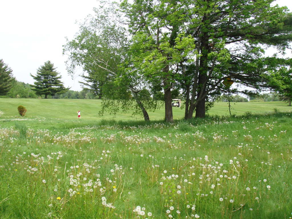 59 Clark Road Pittsfield, MA 01201 - Photo 19 of 20 Golf Course in Front