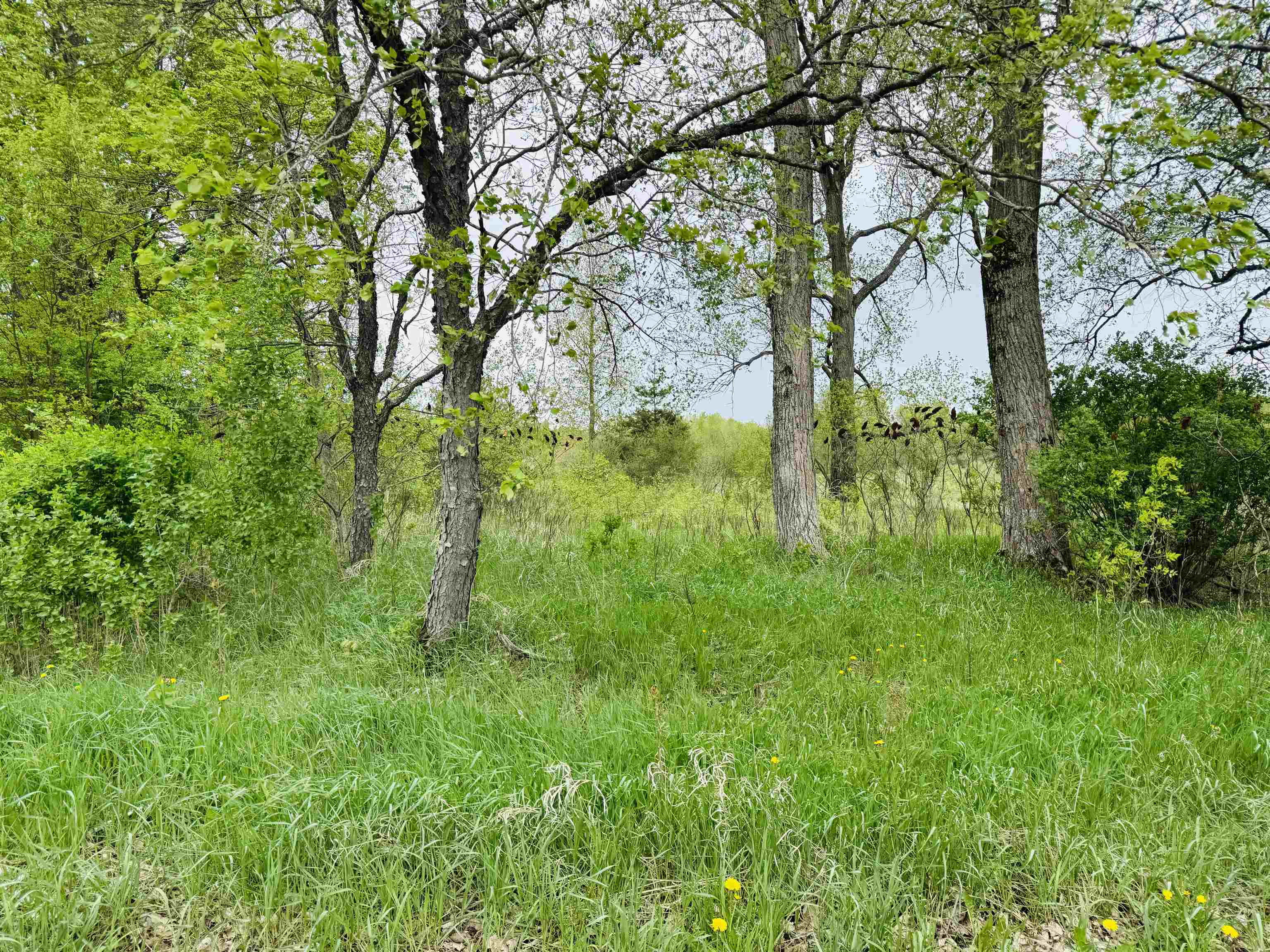Parcel B2 Bosscher Road Manton, MI 49663 - Photo 6 of 13