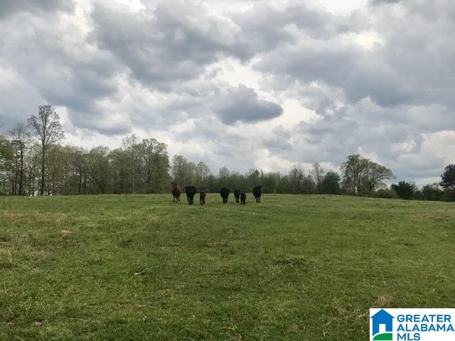1241 Reneau Road Oneonta, AL 35121 - Photo 16 of 50