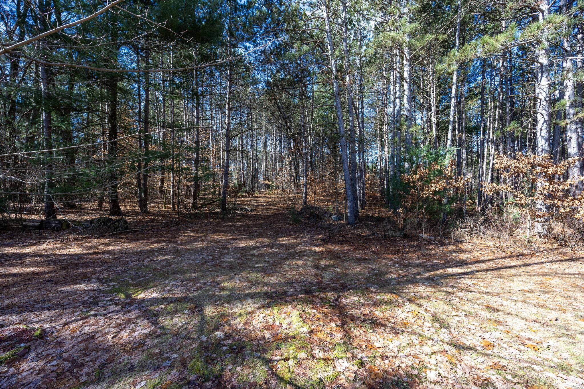 16393 Tamarack Road Howard City, MI 49329 - Photo 4 of 53 4-web-or-mls-3Y2A3865