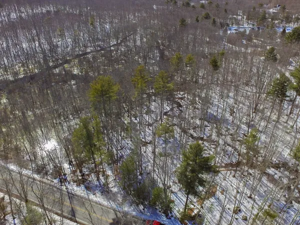 a view of a forest with lots of trees