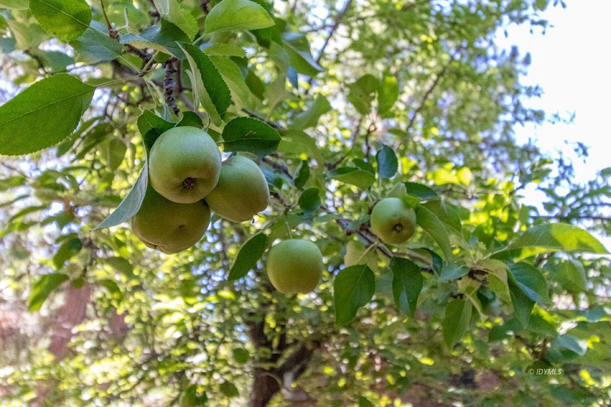24860 Fern Valley Road Idyllwild, CA 92549 - Photo 49 of 90 Apple tree at entry deck