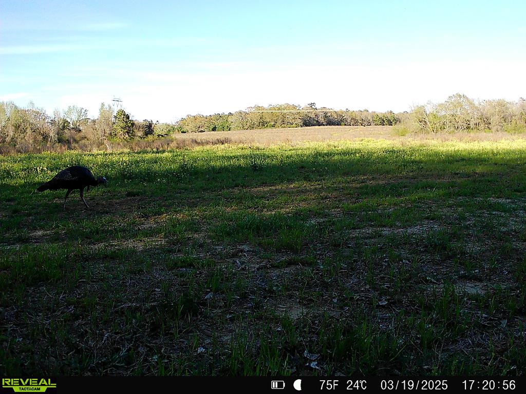 0 Macedonia Ch Road Columbia, AL 36319 - Photo 58 of 61