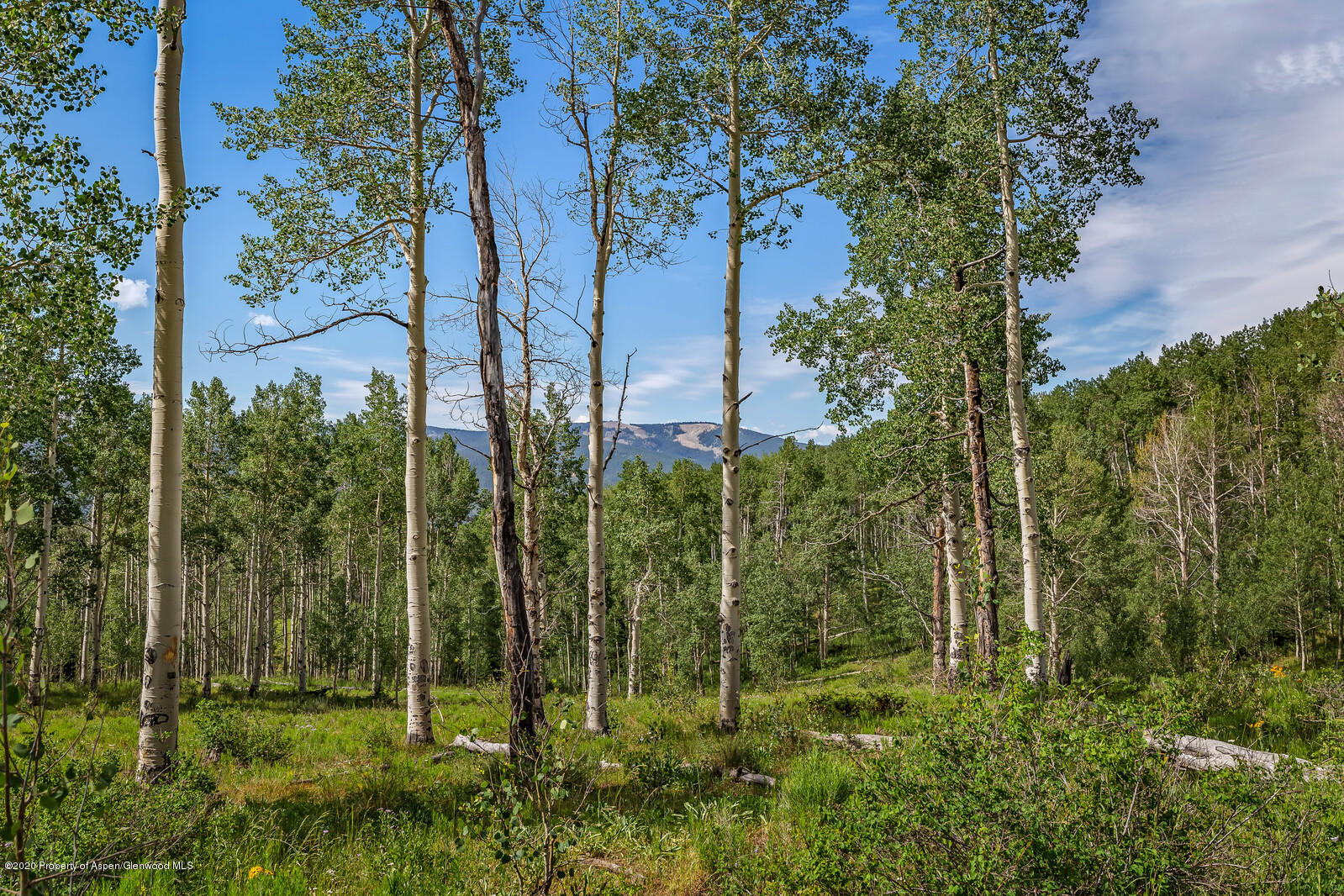 589 Thomas Road Basalt, CO 81621 - Photo 58 of 80 54_589_Thomas_Road054_mls