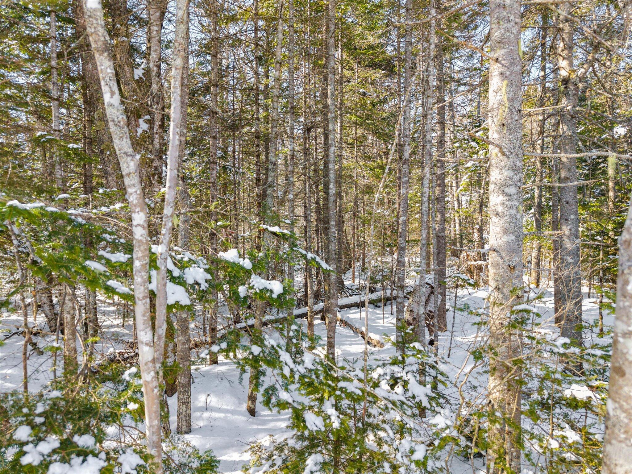 Lot #059 Paul Bunyan Road Corea, ME 04624 - Photo 14 of 15 14-Paul Bunyan Rd