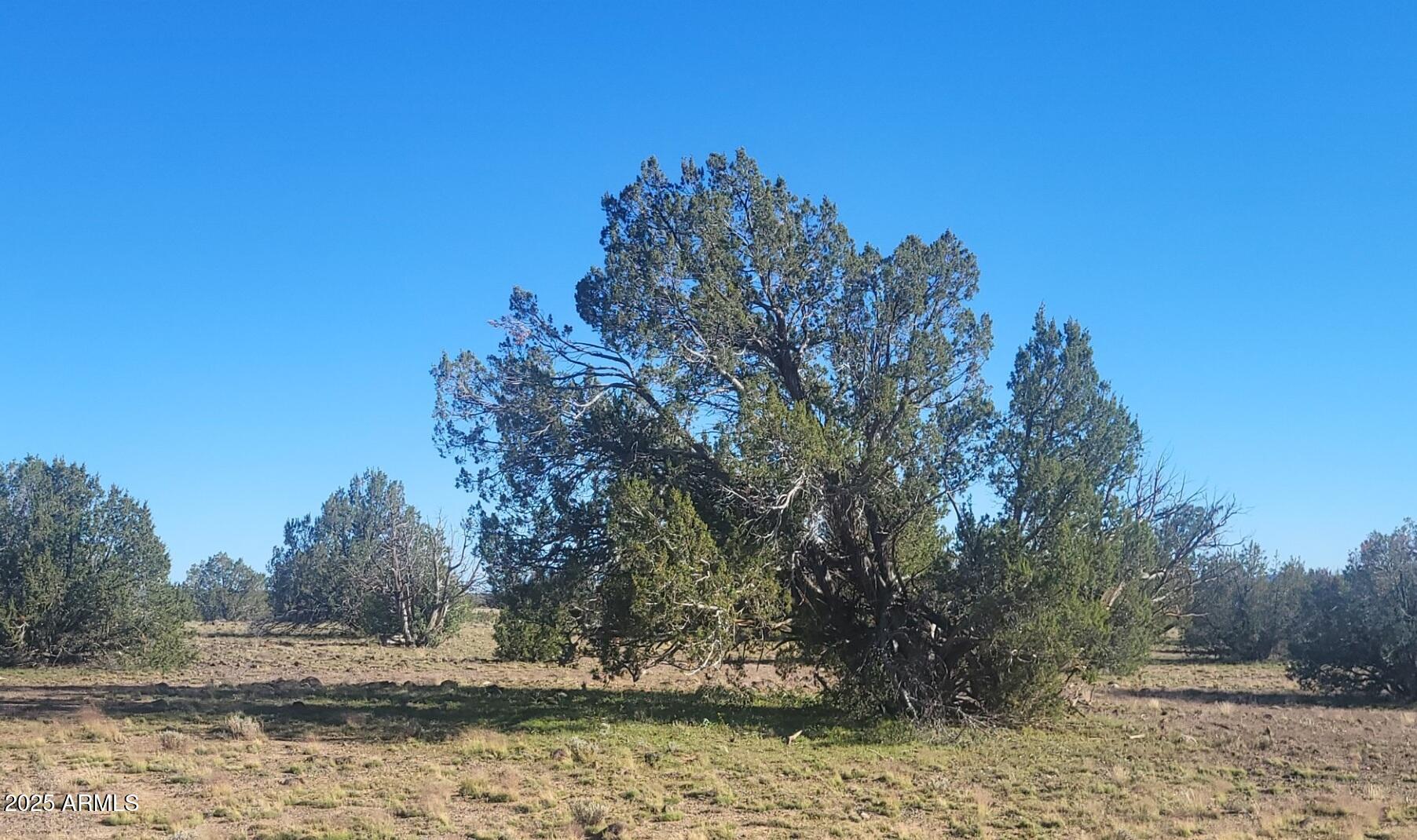 10 Acres N Tanner Road Northeast, Unit 17F Ash Fork, AZ 86320 - Photo 3 of 13 a view of a yard with large trees