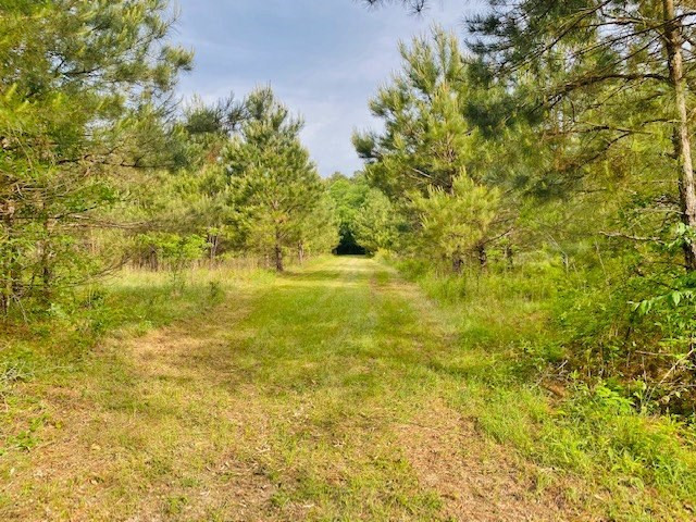 0 Henry Smith Road Tylertown, MS 39667 - Photo 19 of 28 Photo 19