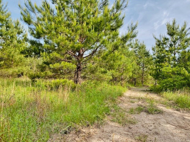 0 Henry Smith Road Tylertown, MS 39667 - Photo 24 of 28 Photo 24