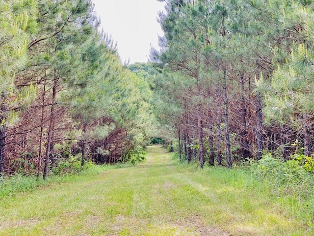 0 Henry Smith Road Tylertown, MS 39667 - Photo 9 of 28 Photo 9