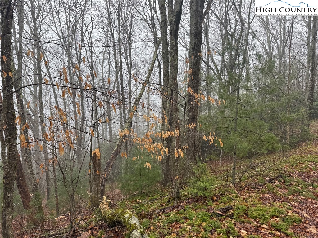 Rainbow Mountain Road Boone, NC 28607 - Photo 12 of 14 a view of forest