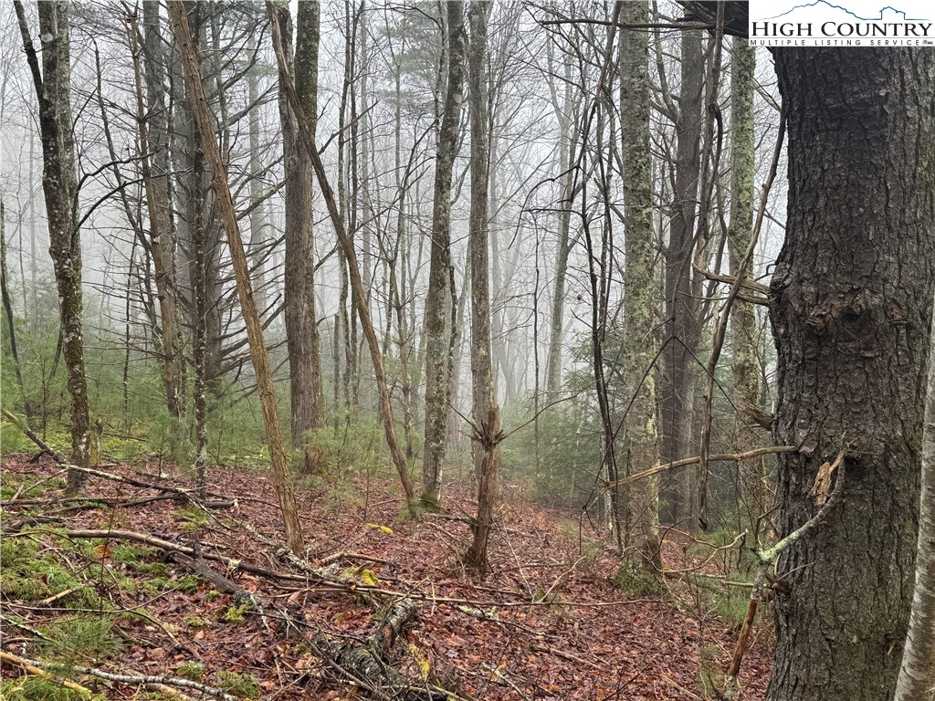 Rainbow Mountain Road Boone, NC 28607 - Photo 13 of 14 a view of a forest with trees