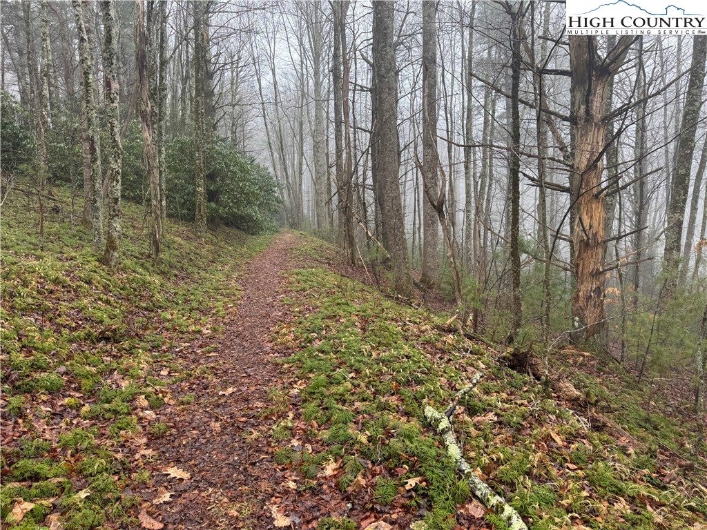 Rainbow Mountain Road Boone, NC 28607 - Photo 3 of 14 a view of a yard with large trees