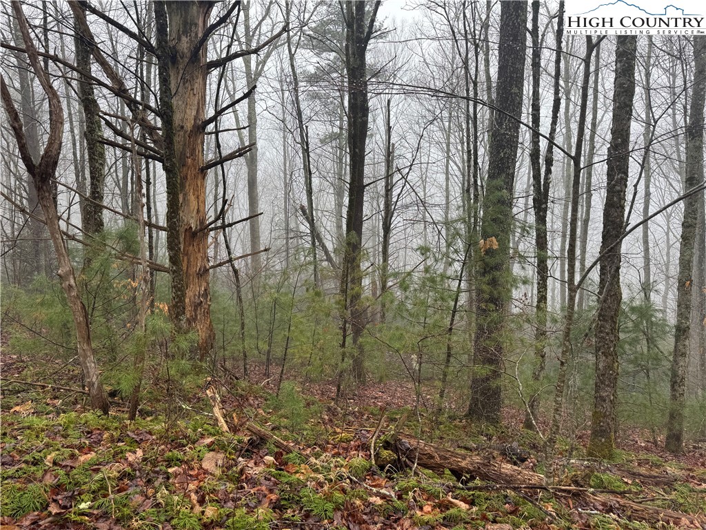 Rainbow Mountain Road Boone, NC 28607 - Photo 7 of 14 a view of a forest filled with trees