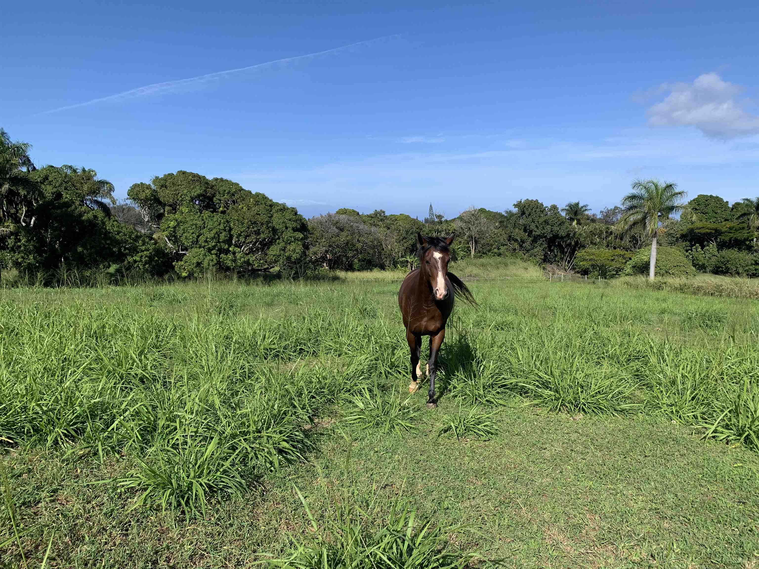 859 Hog Back Road, Unit C Haiku, HI 96708 - Photo 9 of 17 a view of a garden