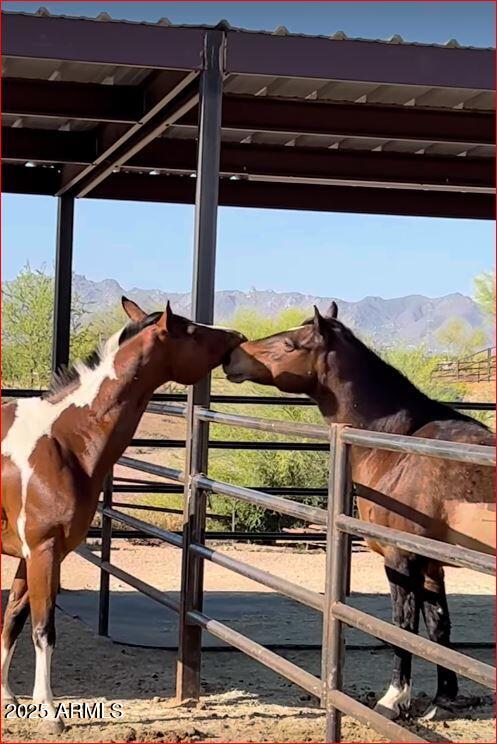 32905 North 140th Street Scottsdale, AZ 85262 - Photo 28 of 149 Enjoying their new pens