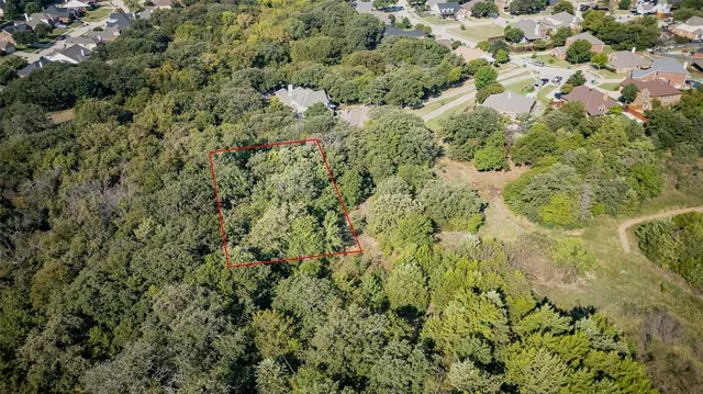 a view of a forest with a tree