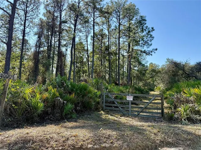 a view of a yard with plants and trees