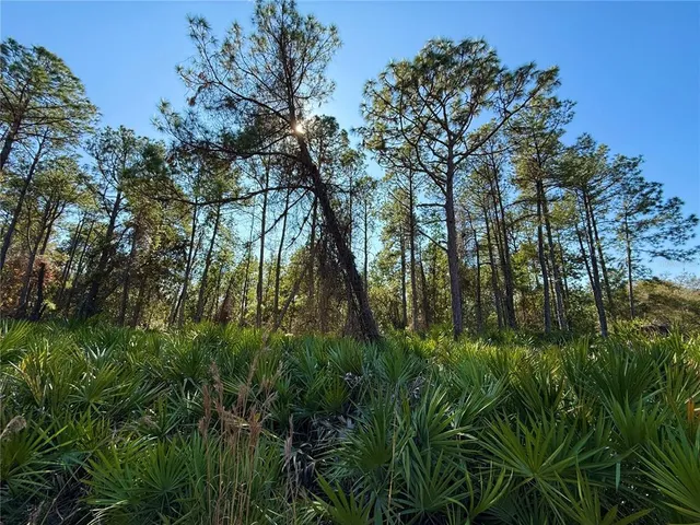 a view of a forest with trees