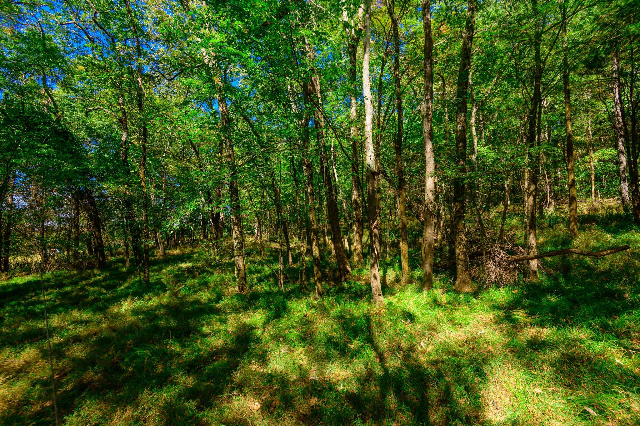 1 Hickory Grove Road Huntland, TN 37345 - Photo 20 of 27 Gallery Image 20