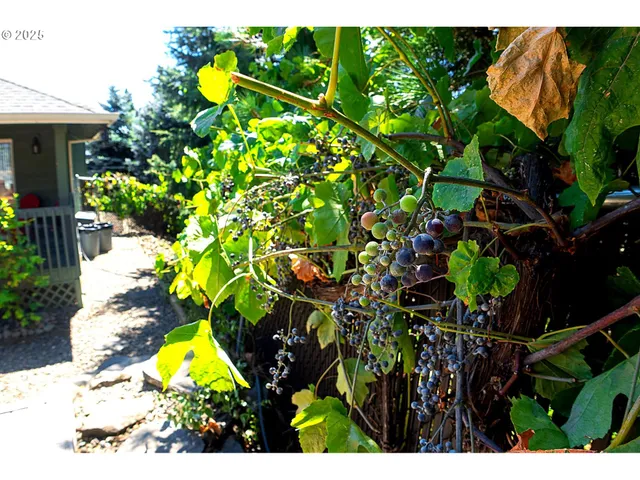 a view of a plant in a garden