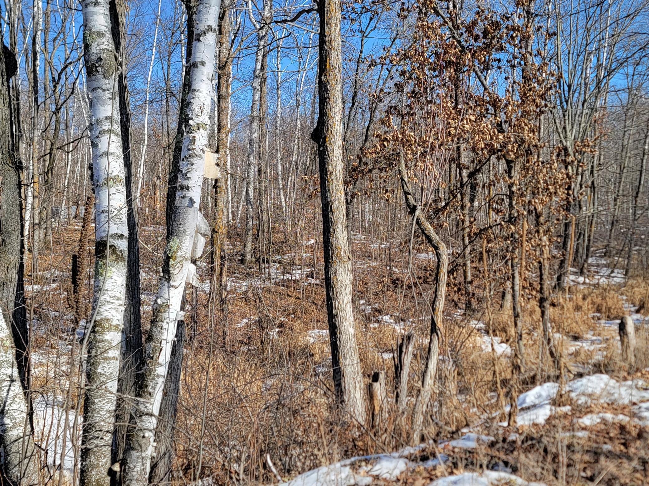 Xxxx Meadow Lake Road Southwest Motley, MN 56466 - Photo 3 of 14