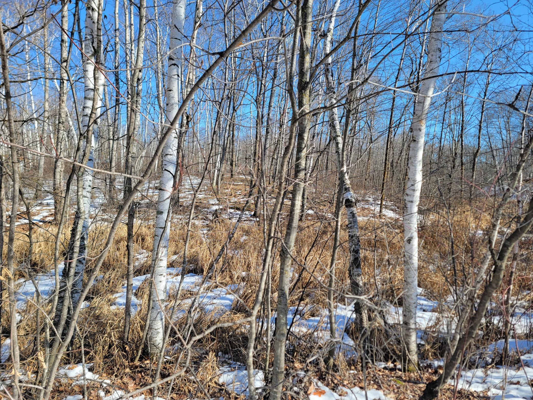 Xxxx Meadow Lake Road Southwest Motley, MN 56466 - Photo 8 of 14