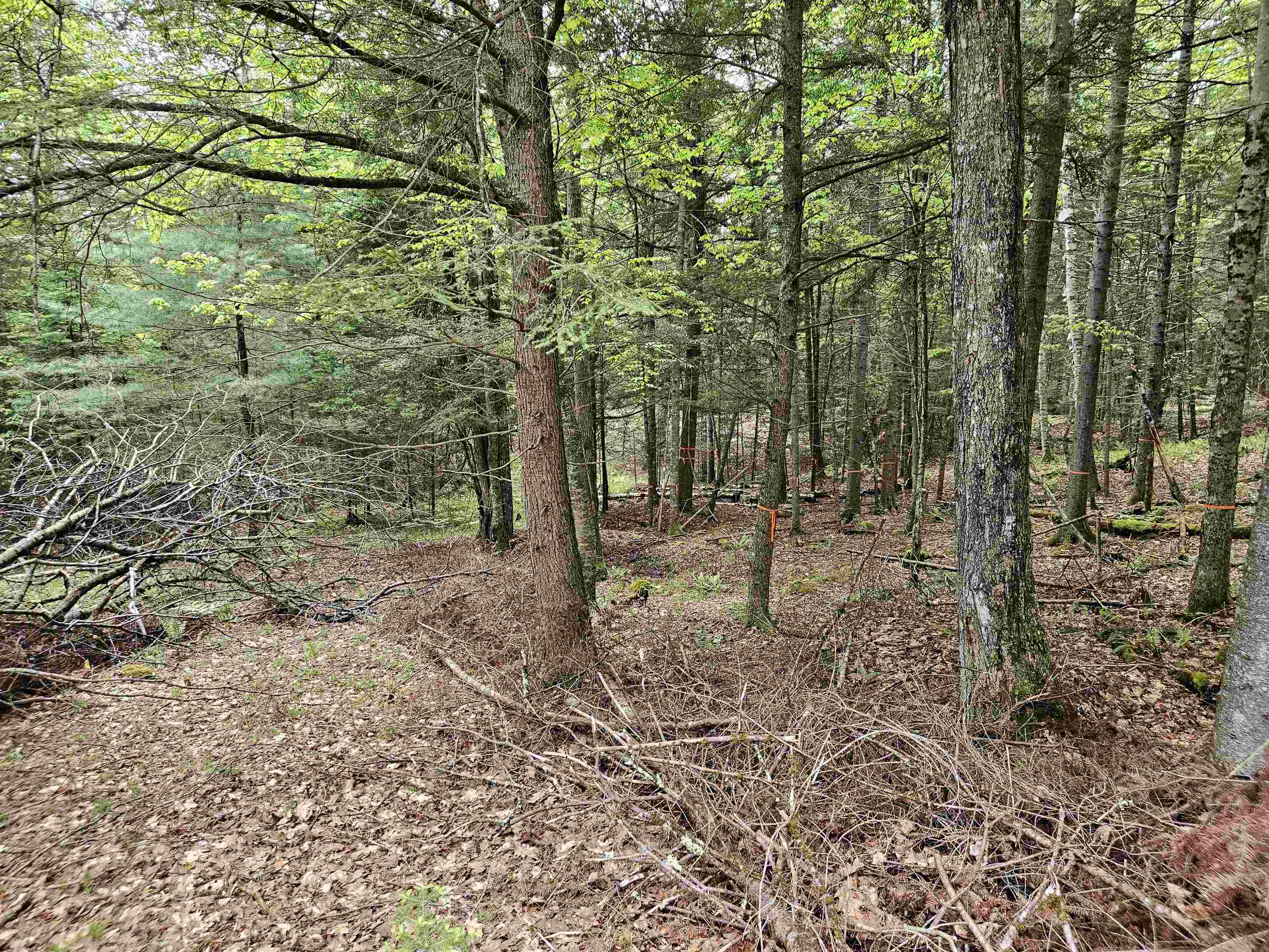 35 Langway Road Lyman, NH 03585 - Photo 5 of 6