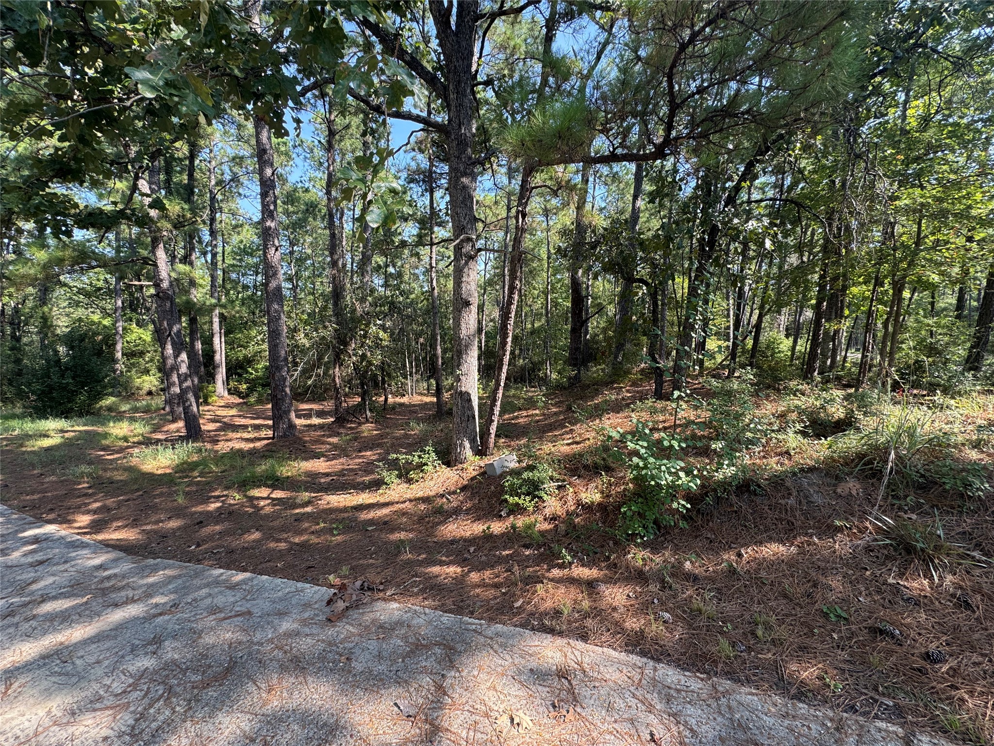 164 Pine Hollow Cove Brookeland, TX 75931 - Photo 38 of 38 a view of outdoor space with trees