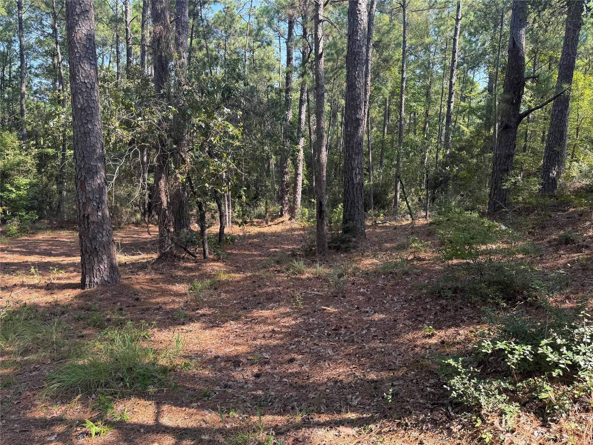 164 Pine Hollow Cove Brookeland, TX 75931 - Photo 4 of 38 a view of outdoor space with trees