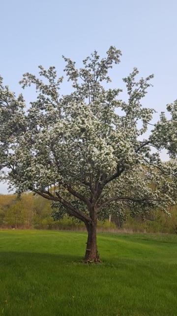 75 Soper Road Orland, ME 04472 - Photo 60 of 60 Fruit Trees