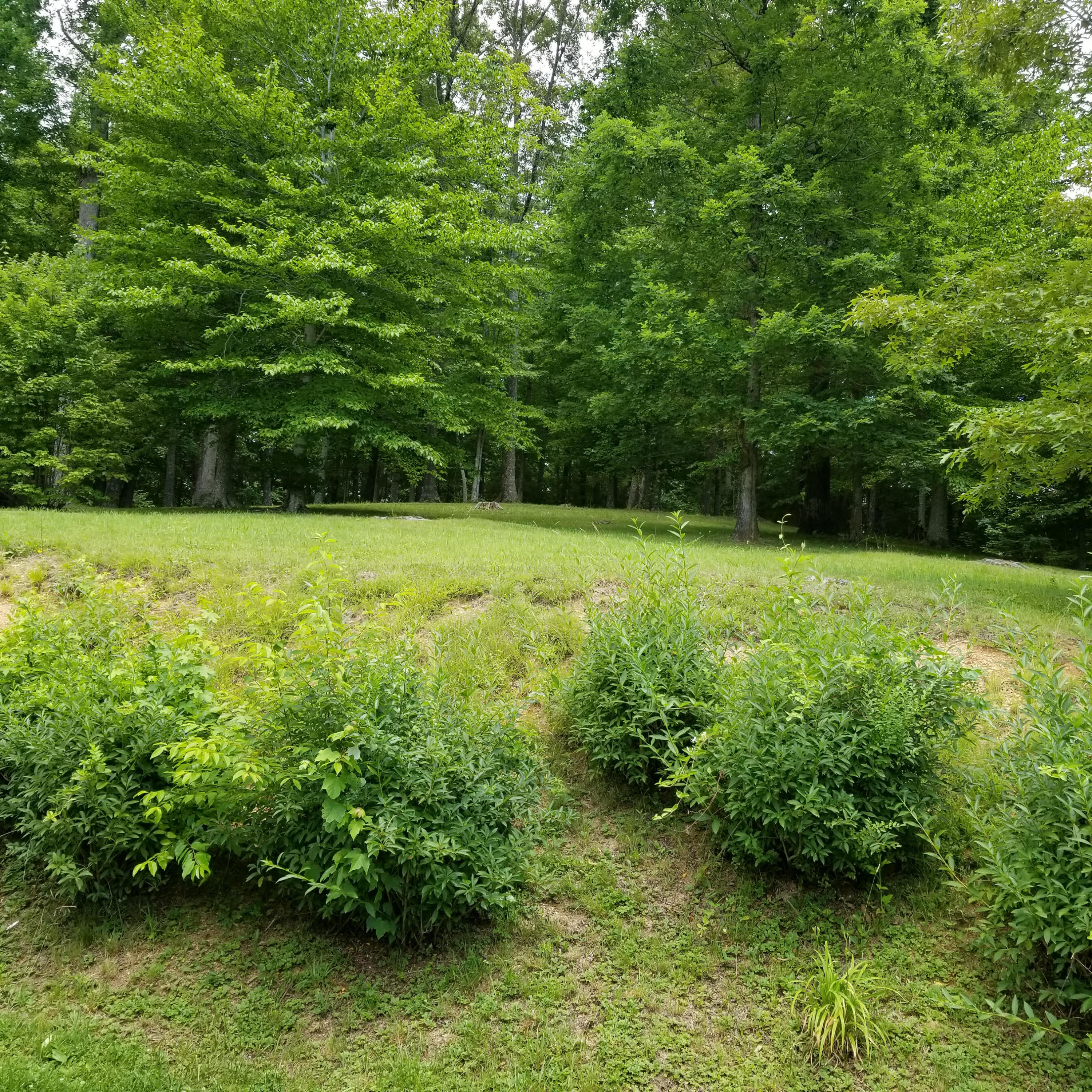 131 Eldon Justice Road Oliver Springs, TN 37840 - Photo 8 of 14 14