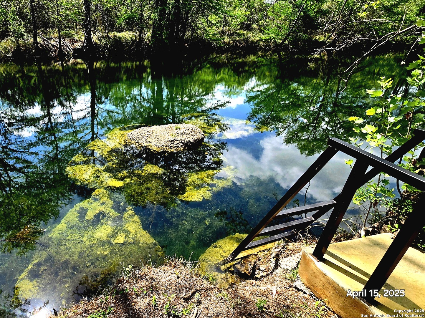 a view of a yard with plants